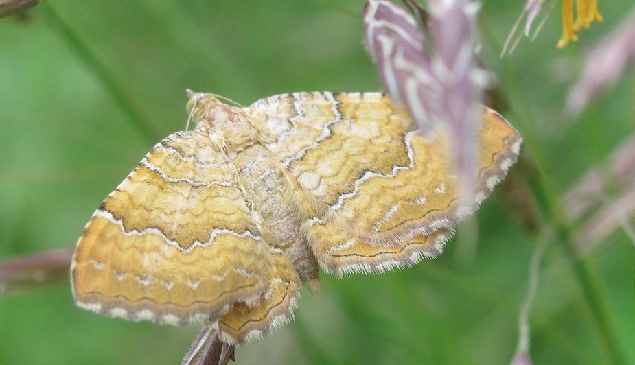 Camptogramma bilineata?